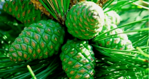 Cono de piñeiro verde